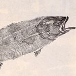 Obra Original | Anchova I