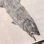Obra Original | Anchova I