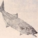 Obra Original | Anchova II