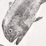 Obra Original | Giant Trevally 