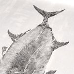 Obra Original | Giant Trevally 