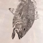 Obra Original | Red Snapper 