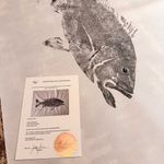 Obra Original | Red Snapper 