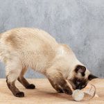 Brinquedo Pet Bolinha com Peninhas em Fibra Natural para Gatos - Mimo