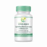 Lactobacilos Curvatus 4 Bilhões UFC 120 Doses