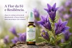 Floral de Bach Gentian Otimismo 30ml