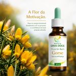 Floral de Bach Gorse Autoconfiança 30ml