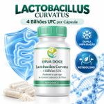 Probiótico Lactobacillus curvatus 4 Bilhões UFC e Flora