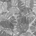 Papel de Planta Costela de Adão (Cinza)