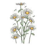 Adesivo de Parede Margaridas