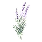 Adesivo de Parede Flor de Lavanda Aquarela Estilo Provençal