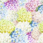 Papel de Parede Hortênsias Floral Colorido 