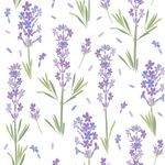 Papel de Parede Flor de Lavanda