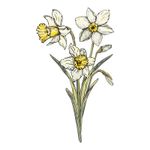Adesivo de Parede Floral Narciso Delicado e Romântico