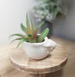 Molde de Silicone Vaso Búzio Concha p Decorar Casa