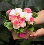 Pack Quadrado com Rosas Nacionais