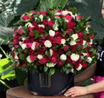 Arranjo Só Rosas com Folhagem