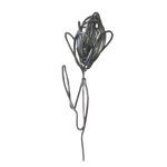 Tulipa