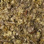 Macela | Flores 1Kg