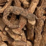 Cálamo Aromático | Raízes