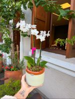 Mini Orquídea Premium Branca