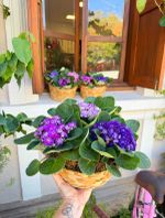 Jardim Violeta