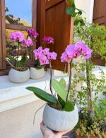 Mini Orquídea Organic