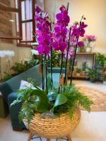 Orquídea Premium