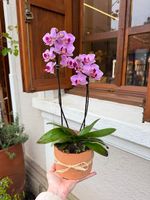 Mini Orquidea Naturale 