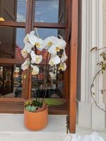 Orquidea & Suculenta