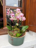 Jardim de mini Orquídea 