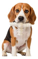 Biobone Asterisco Osso Mordedor Cachorro Cães Grandes Natural - Cana
