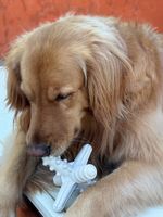 Biobone Asterisco Osso Mordedor Cachorro Cães Grandes Natural - Cana