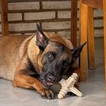 Biobone Asterisco Osso Mordedor Cachorro Cães Grandes Natural - Laranja