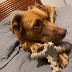 Biobone Asterisco Osso Mordedor Cachorro Cães Grandes Natural - Laranja