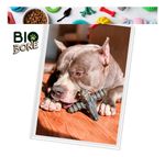 Biobone Asterisco Osso Mordedor Cachorro Cães Grandes Natural - Madeira