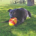 Bola Americana Kong Felxball Para Cães Flutuantes, Fácil De Segurar, Amarela/vermelha