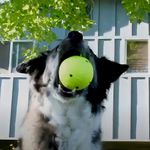 Bola Fosforescente Grande Kong Reflex Light Macia Durável E Flutuante