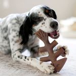 Brinquedo Cães Roer Morder Benebone Fishbone Extra Grande Cor Marrom