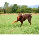 Brinquedo Chuckit Para Cães Bola Ultra Ball Extra Grande Cor Laranja