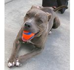 Brinquedo Chuckit Para Cães Bola Ultra Ball Extra Grande Cor Laranja