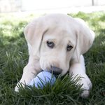 Brinquedo Dispensador De Prêmios Kong Classic Puppy Medium M Azul