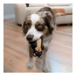 Brinquedo Pelúcia Interativo Cães Kong Snuzzles Lontra Xs Cor Marrom
