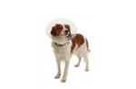 COLAR ELIZABETANO CLIC BUSTER 10 CM UNITARIO
