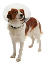 COLAR ELIZABETANO CLIC BUSTER 20 CM UNITARIO