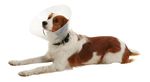 COLAR ELIZABETANO CLIC BUSTER 20 CM UNITARIO