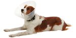 COLAR ELIZABETANO CLIC BUSTER 30 CM UNITARIO