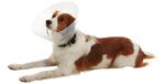 COLAR ELIZABETANO CLIC BUSTER 40 CM