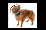 COLAR ELIZABETANO COMPLETO BUSTER 12.5 CM