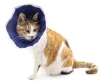 COLAR ELIZABETANO SOFT GATOS/CAES BUSTER UNITARIO